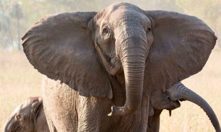 La evolución contra el exterminio, elefantes ahora nacen sin colmillos