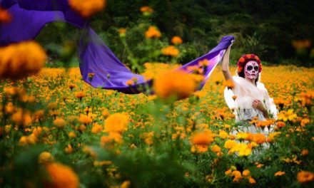 Cempasúchil: la flor icónica y más famosa de México