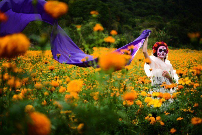 Cempasúchil: la flor icónica y más famosa de México