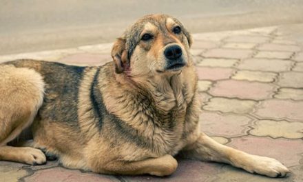 Adoptan a perro y mata a niño de siete años en Estados Unidos