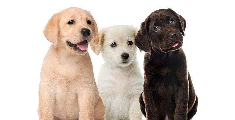 Querétaro tendrá zona pet-friendly en la Corregidora