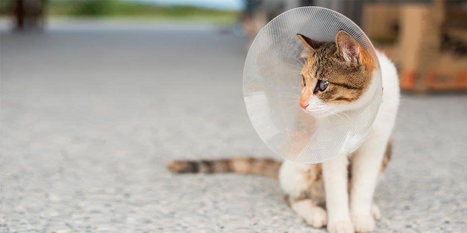 ¿Los gatos castrados son más agresivos?