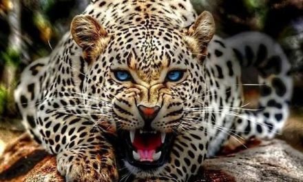 Mujer sufre momentos de angustia tras defenderse con su bastón del ataque de un leopardo (video)