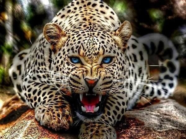 Mujer sufre momentos de angustia tras defenderse con su bastón del ataque de un leopardo (video)