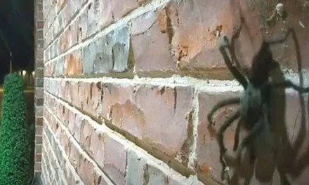 Cámara de seguridad capta siniestro visitante en puerta de hogar  (video)