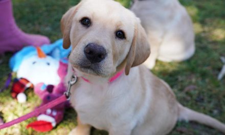Multas de casi un millón de pesos por maltratar a mascotas en Saltillo