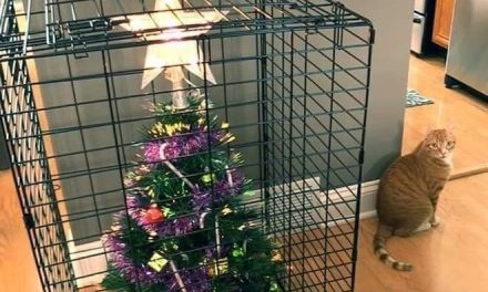 FOTOS | Sus mascotas los obligaron a ser creativos con sus pinos de navidad