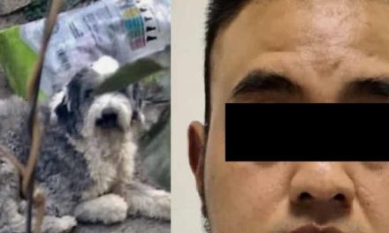 Madre acusa a un perrito de violar de su pequeña de 9 años… todo para encubrir a su pareja