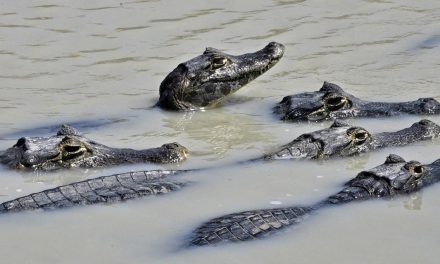 Australiano de 60 años se defiende de cocodrilo… ¡con una navaja!