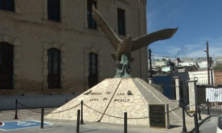 Realizarán exposición de Aves Canarias en el MUSAVE