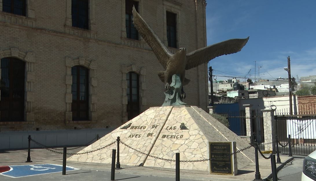 Realizarán exposición de Aves Canarias en el MUSAVE