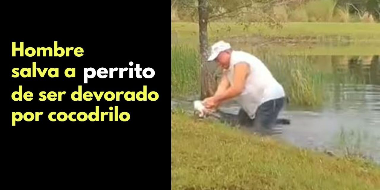 VIDEO | Hombre salva a perrito de ser devorado por cococdrilo