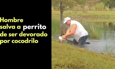 VIDEO | Hombre salva a perrito de ser devorado por cococdrilo