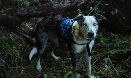 Perrito abandonado recibe reconocimiento internacional por salvar a más de 100 koalas en incendios de Australia