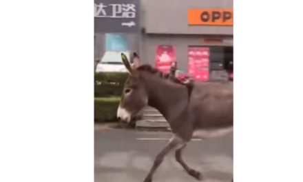 ¡Ni tan burro!; burrito huye por las calles de China para evitar ser cocinado (video)