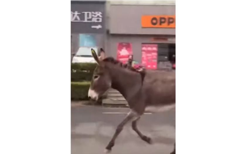 ¡Ni tan burro!; burrito huye por las calles de China para evitar ser cocinado (video)