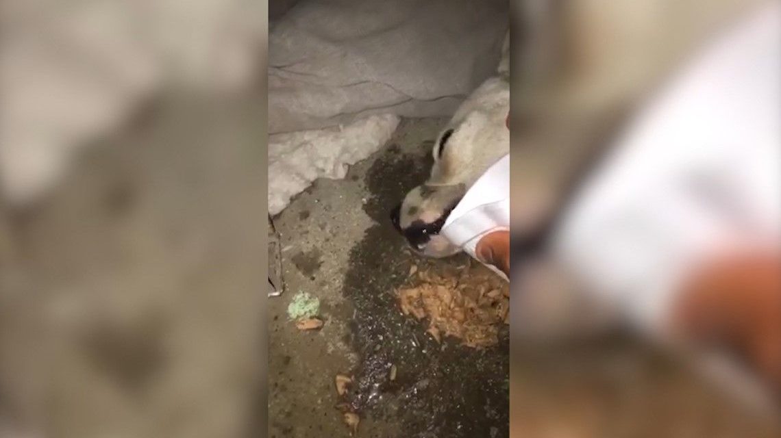 Mujer golpea brutalmente a perrito con palo de golf en Monclova