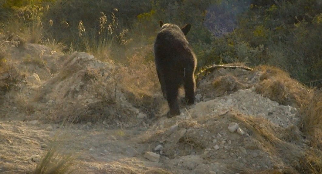 Podría morir oso atropellado en Los Chorros
