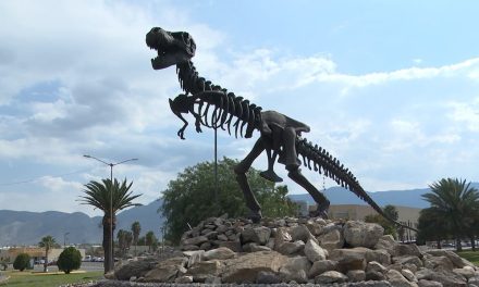 Piden a la ciudadanía respetar al T-Rex en su nueva ubicación en Saltillo