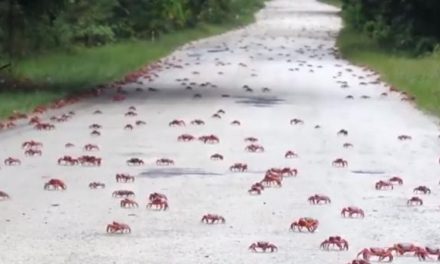 Millones de cangrejos invaden las carreteras de Australia
