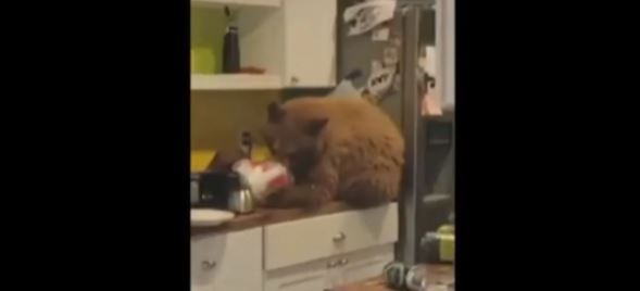 Oso irrumpe en casa y se come el pollito frito en Estados Unidos (video)