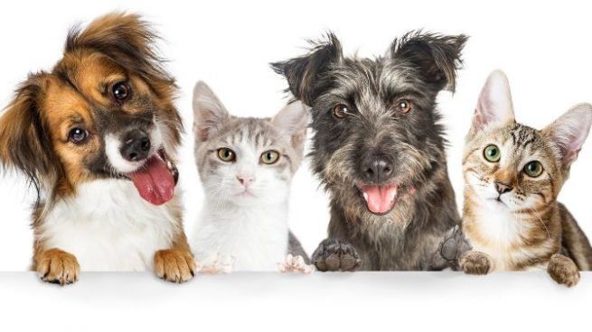 La castración mejora la conducta y la salud de perros y gatos