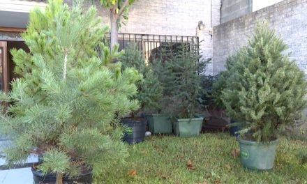 Vigilarán la venta de pinos naturales en Saltillo