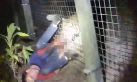 Tigre ataca a trabajador en zoológico y lo sacrifican a tiros en Estados Unidos (video sensible)
