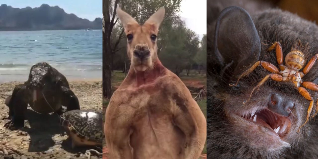 7 animales salvajes que deberías conocer