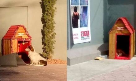 ‘Migajón’, el perrito que vive en un Oxxo