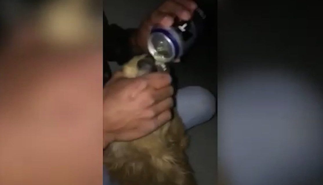 Obligan a perrito a ingerir bebidas embriagantes en Parras