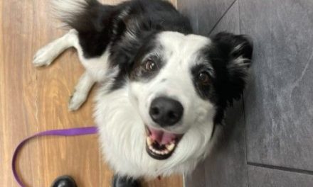 ‘Nadie sabe dónde está’; Aeroméxico extravió a un perrito en el Aeropuerto de la CDMX
