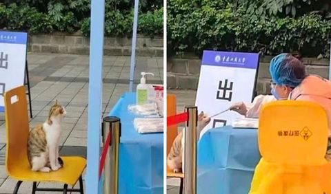 Gato que solicita prueba de covid-19 en China incendia las redes