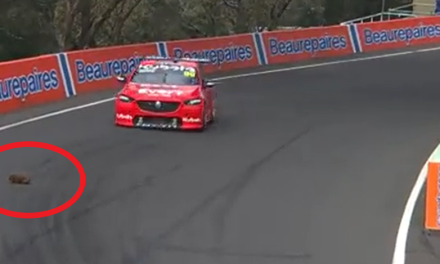 Equidna provoca momentos de tensión al quedar varado en carrera de turismos a 300 km/h (video)