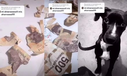 ¡Mi dinero! perrito destroza todo el aguinaldo de su dueña (Video)