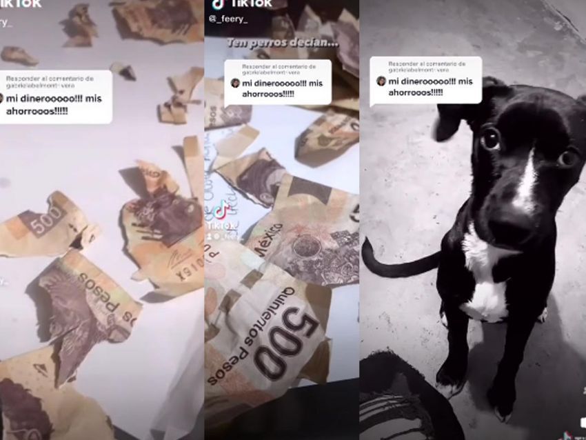 ¡Mi dinero! perrito destroza todo el aguinaldo de su dueña (Video)