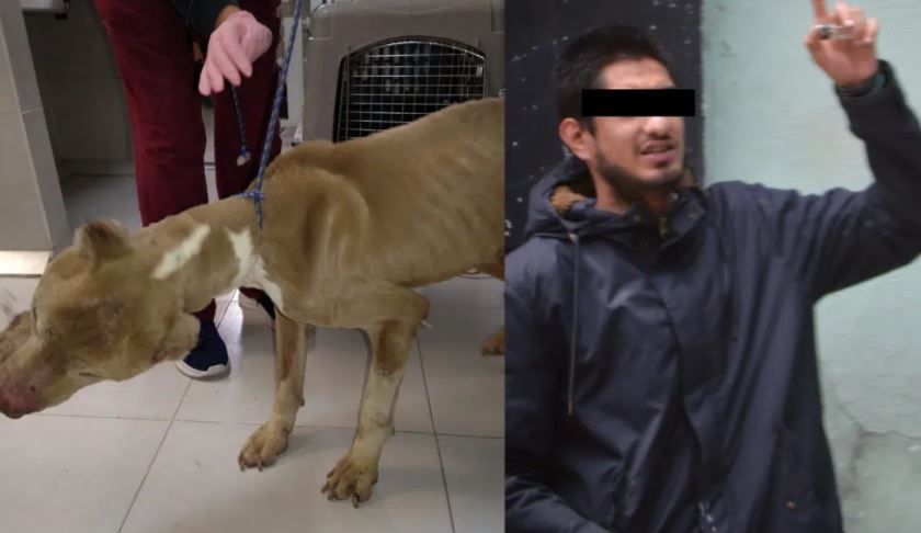 Detienen a hombre que torturaba a perros y gatos en su casa