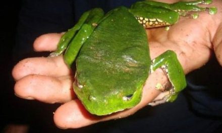 Mujer muere intoxicada luego de hacer un ritual donde utilizó veneno de sapo en Sonora