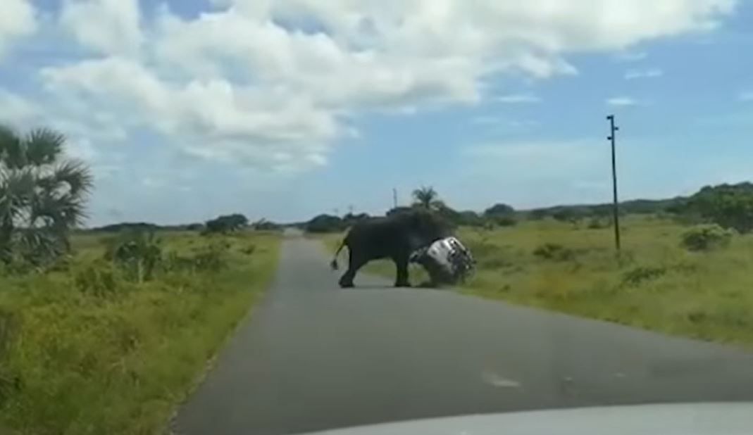 Elefante enfurecido vuelca auto con matrimonio y niños a bordo (video)