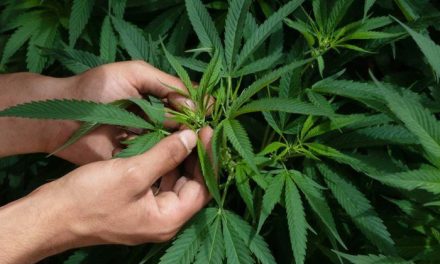 Ácidos presentes en la planta de cannabis podría evitar el covid-19
