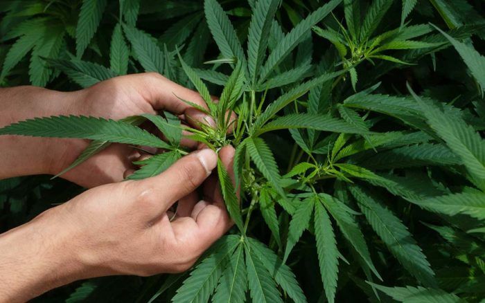 Ácidos presentes en la planta de cannabis podría evitar el covid-19