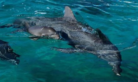 Delfines hembras tienen un clítoris para sentir placer como los seres humanos