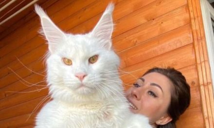 El gato gigante que vive en Rusia y confunden con un perro