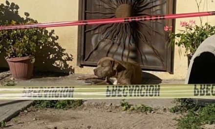 Perrito de la periodista asesinada en Tijuana la espera afuera de su casa