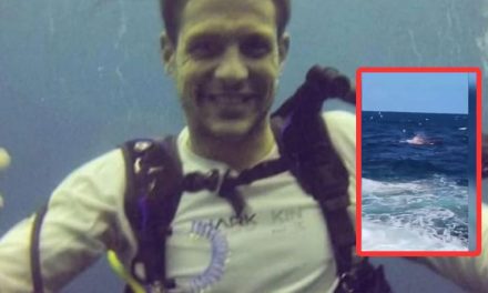 De película de terror: Nadador fue atacado por un tiburón en Australia; no pudieron salvar su vida (Video)