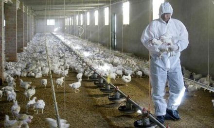 Alarma en el mundo por el aumento de casos de gripe aviar