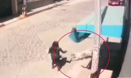 ¡Imágenes sensibles! Pequeña niña de 3 años es atacada y arrastrada por perros pitbull en Edomex (VIDEO)