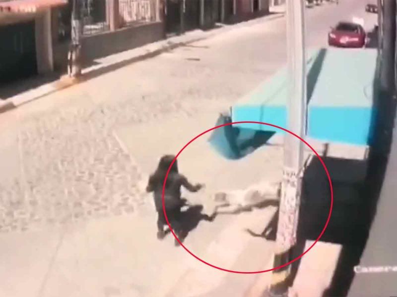 ¡Imágenes sensibles! Pequeña niña de 3 años es atacada y arrastrada por perros pitbull en Edomex (VIDEO)