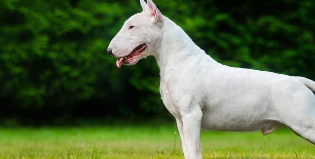 Rastrean ADN en excremento de perro para localizar y multar a dueña de mascota