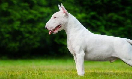 Rastrean ADN en excremento de perro para localizar y multar a dueña de mascota